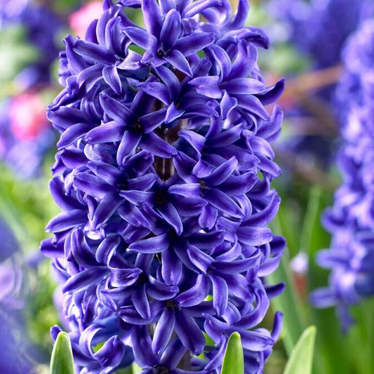Hyacinth Blue Jacket 5 CT