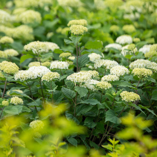 FlowerFull® Smooth Hydrangea | Hydrangea arborescens