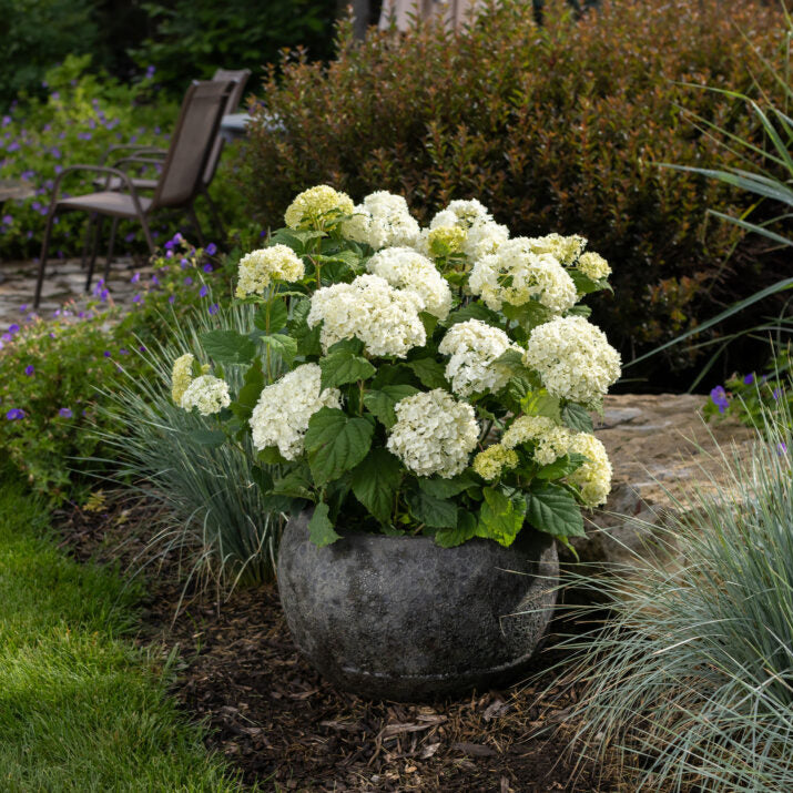 FlowerFull® Smooth Hydrangea | Hydrangea arborescens