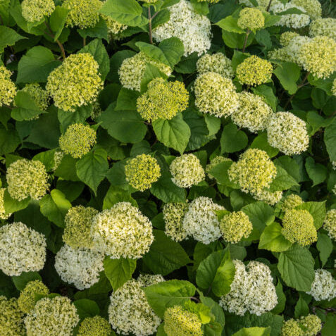 FlowerFull® Smooth Hydrangea | Hydrangea arborescens