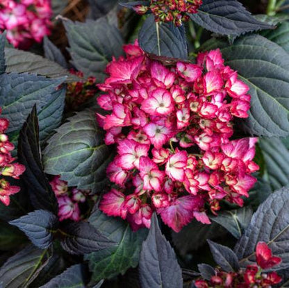 Eclipse® Bigleaf Hydrangea | Hydrangea macrophylla 'Bailmacseven'