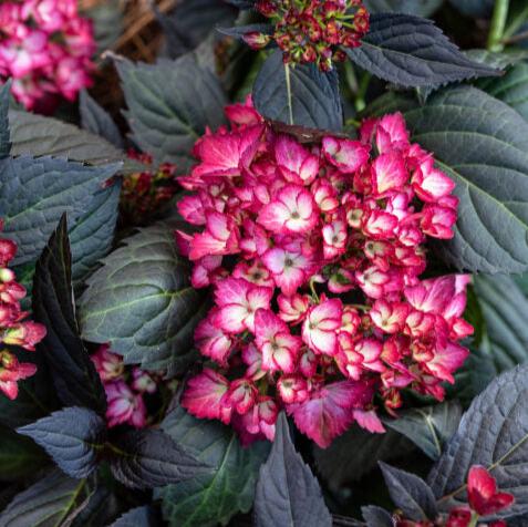 Eclipse® Bigleaf Hydrangea | Hydrangea macrophylla 'Bailmacseven'