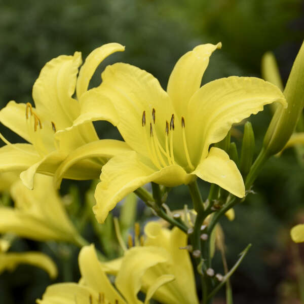Hyperion Daylily | Hemerocallis