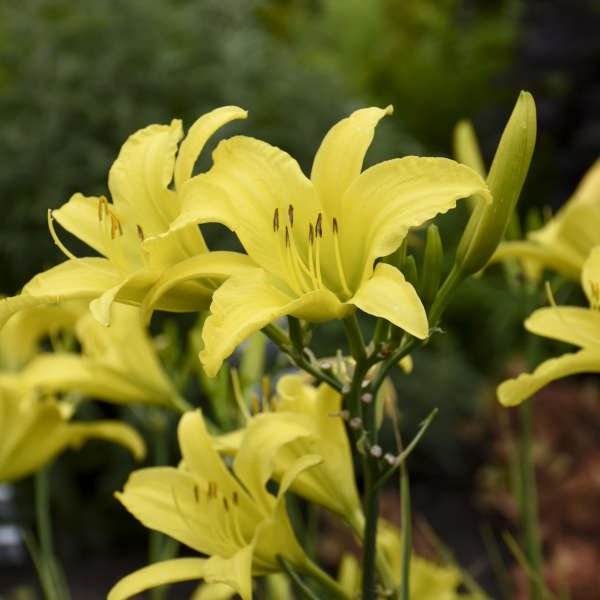 Hyperion Daylily | Hemerocallis