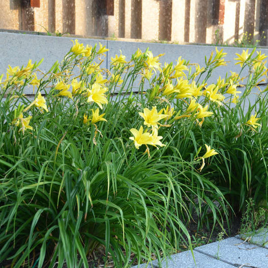 Hyperion Daylily | Hemerocallis