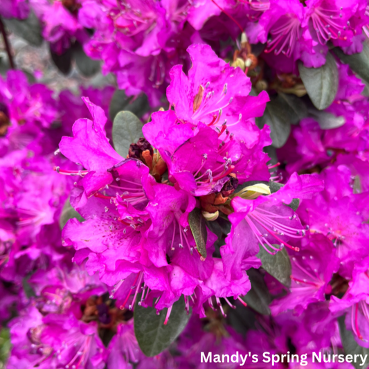 'Holden’s Fuchsia' Rhododendron | Rhododendron 'Holden’s Fuchsia
