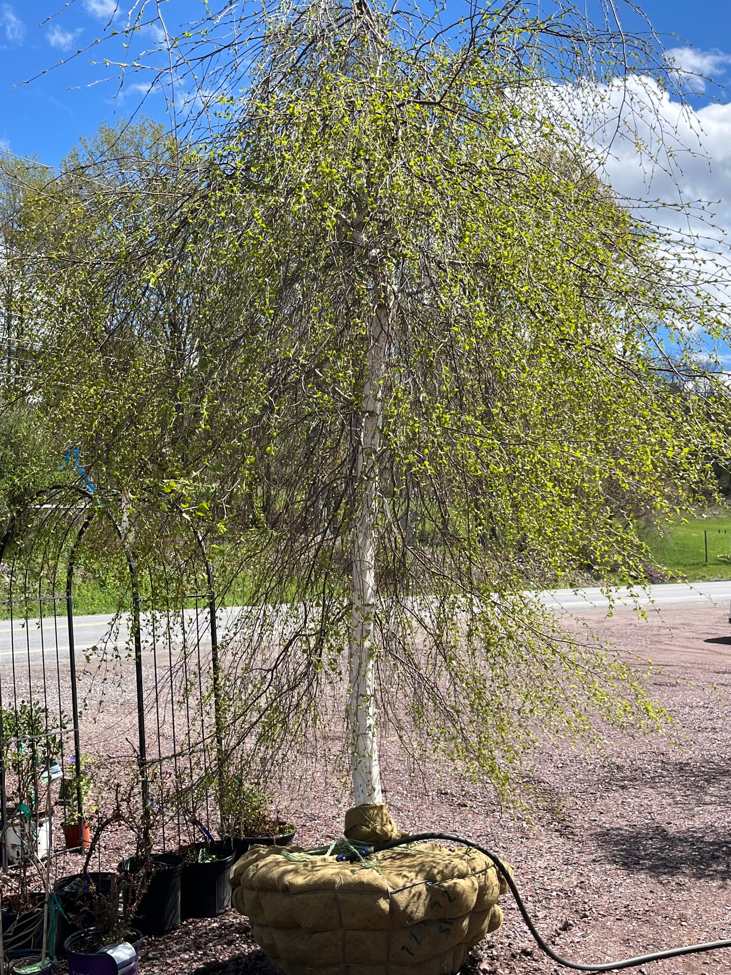 Young's Weeping Birch | Betula pendula 'Youngii'