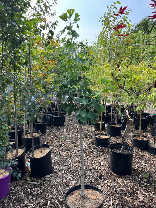 Weeping Ginkgo | Ginkgo biloba 'pendula'