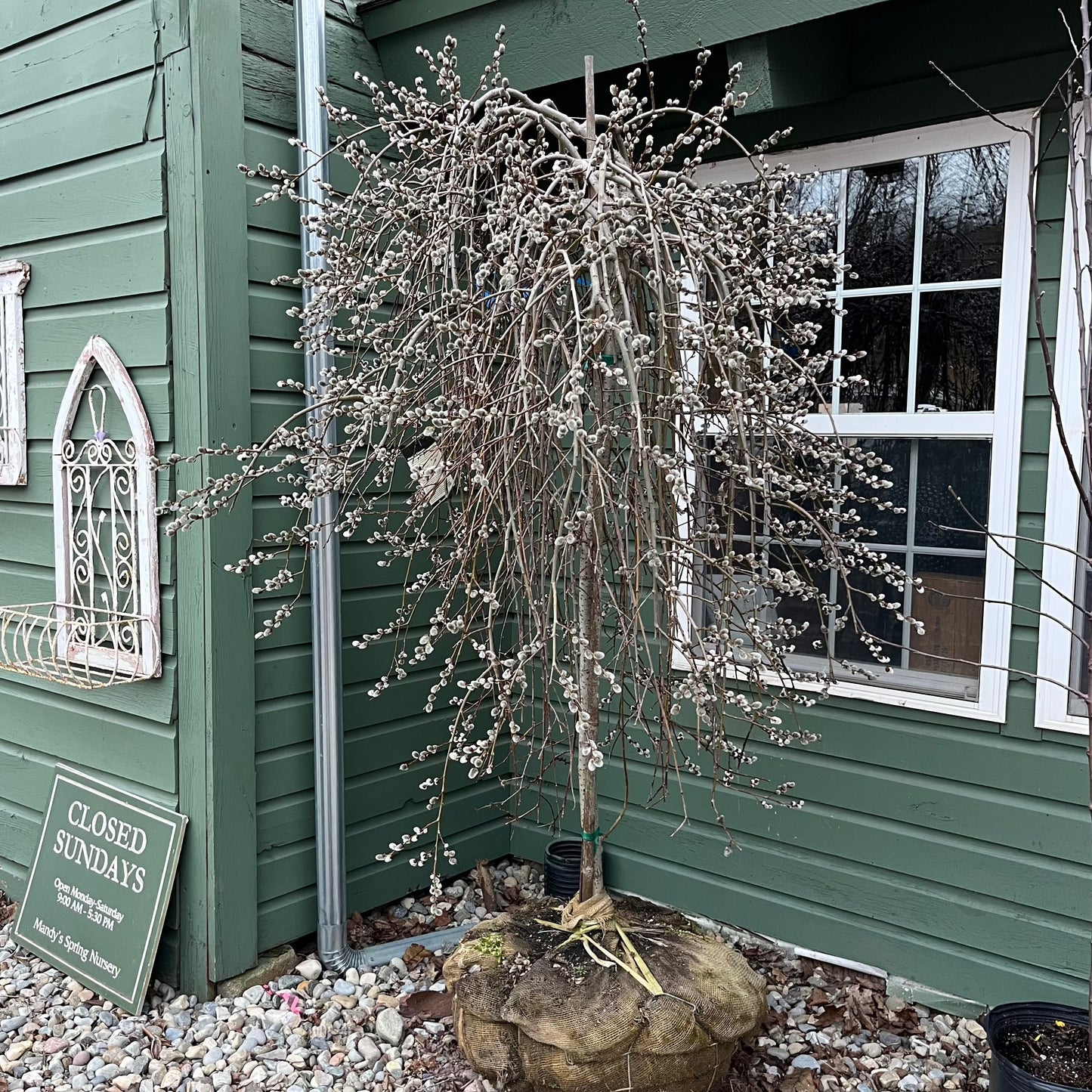 Weeping Pussy Willow | Salix caprea 'Pendula'
