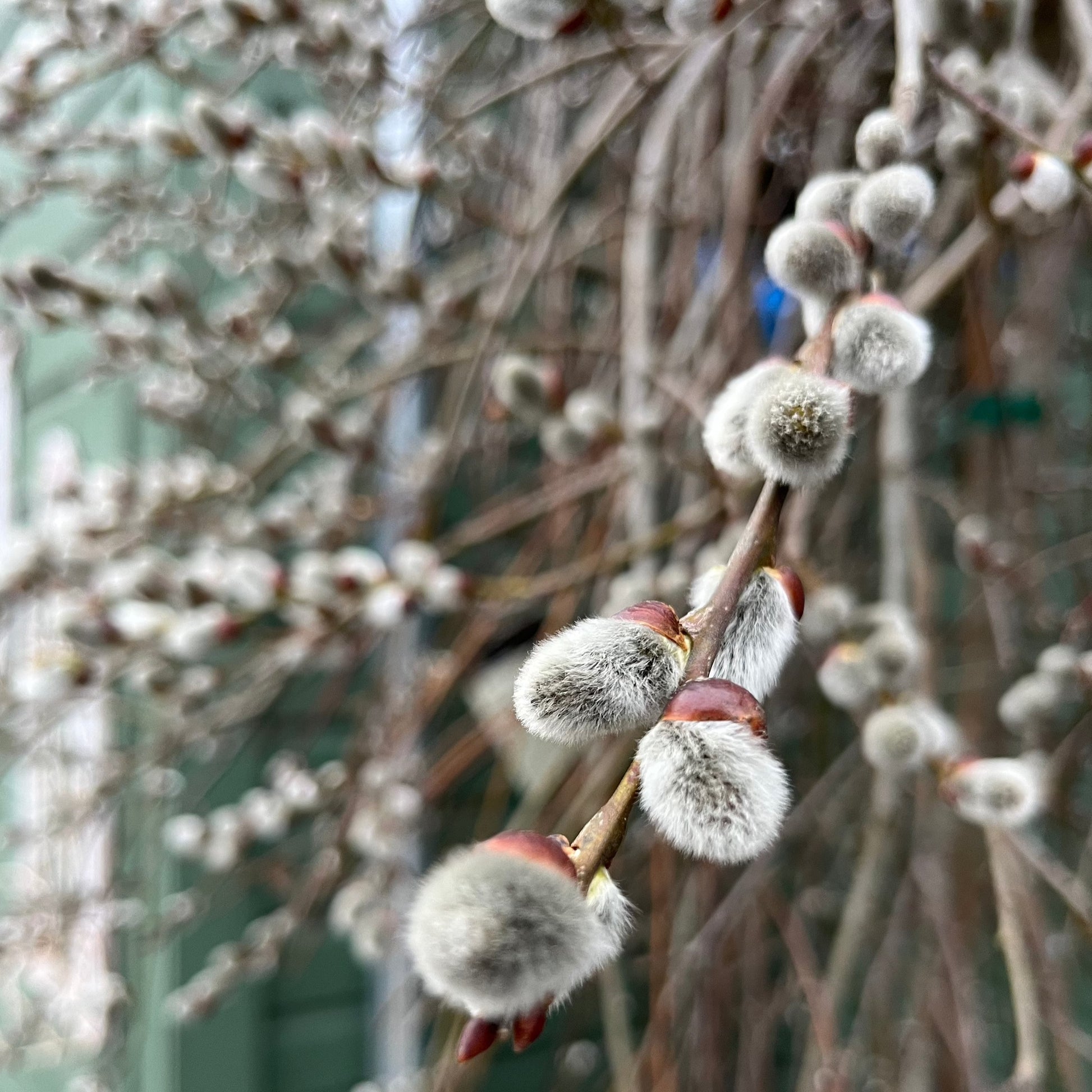 weeping pussy willow house plant Weeping Pussy Willow
