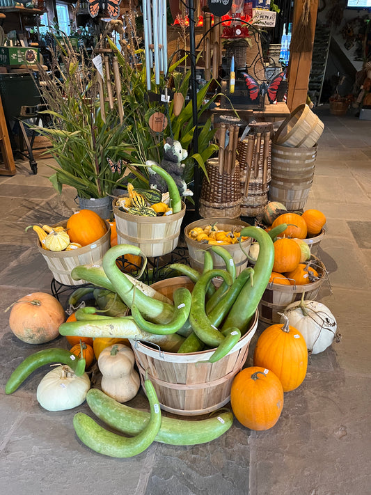 Assorted Pumpkins & Gourds