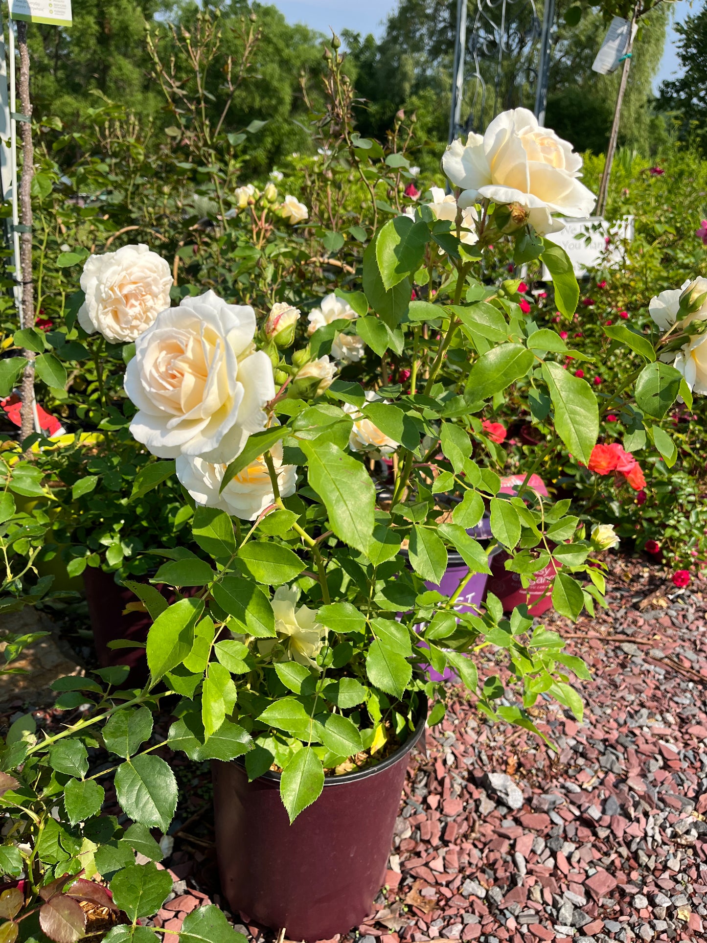 Hella® Climbing Rose