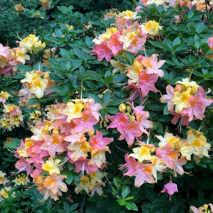 'Garden Rainbow' Deciduous Azalea