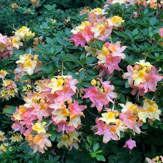 'Garden Rainbow' Deciduous Azalea