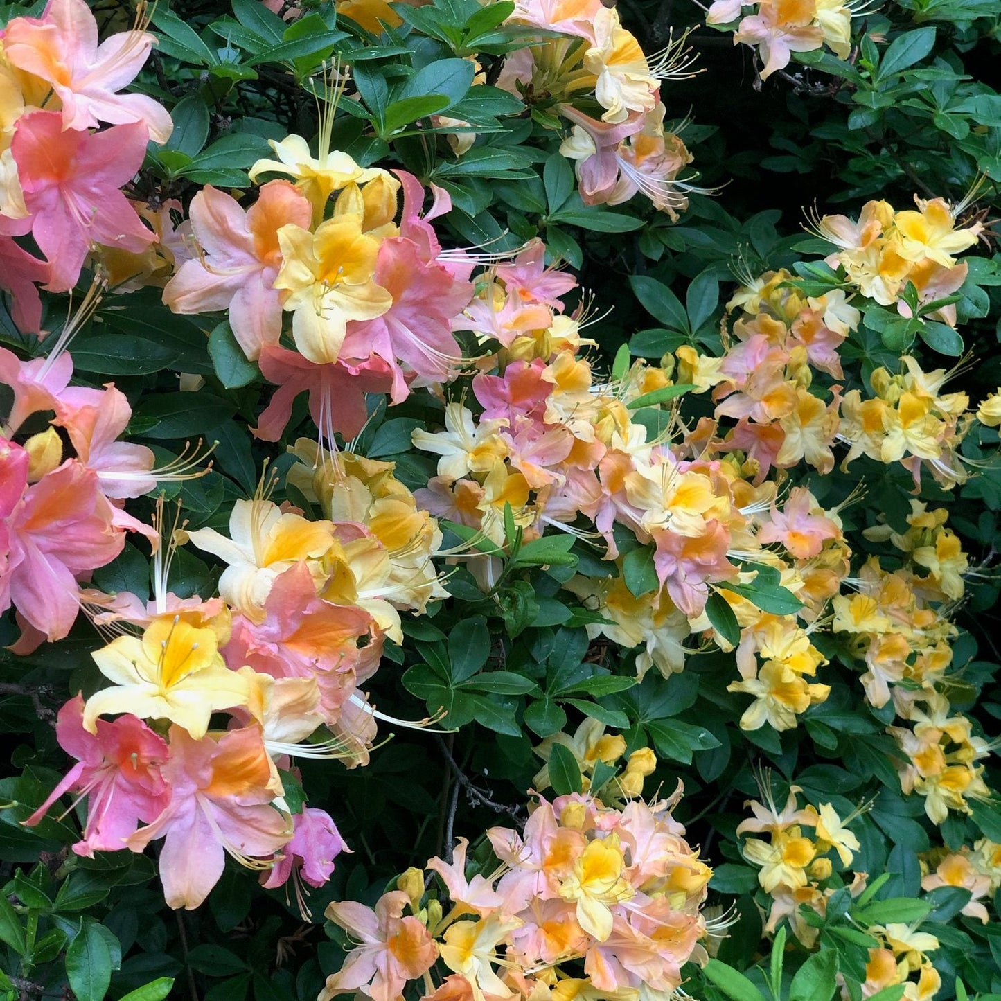 'Garden Rainbow' Deciduous Azalea