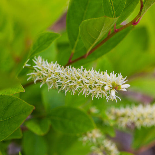 Love Child® Sweetspire | Itea virginica 'Bailteaone'