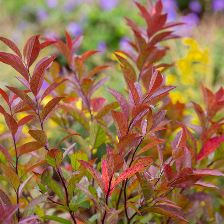 Love Child® Sweetspire | Itea virginica 'Bailteaone'
