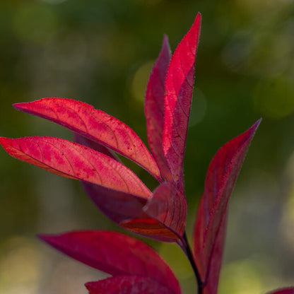 Love Child® Sweetspire | Itea virginica 'Bailteaone'