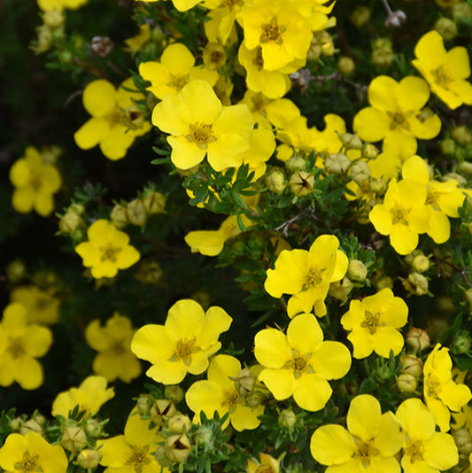 Dakota Sunspot Potentilla | Potentilla fruticosa