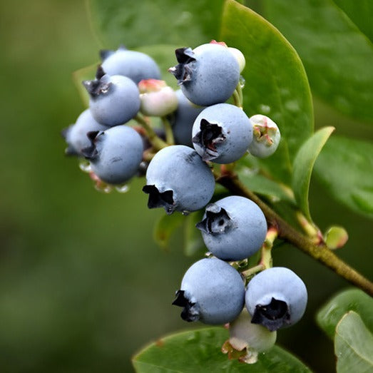 Northblue Blueberry | Vaccinium 'Northblue'