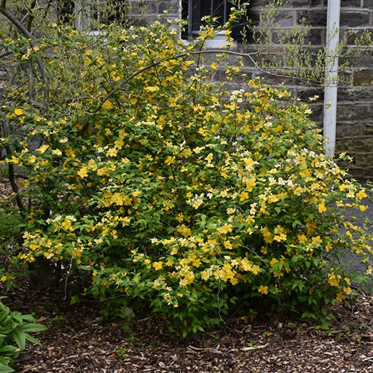 Golden Guinea Japanese Kerria | Kerria japonica