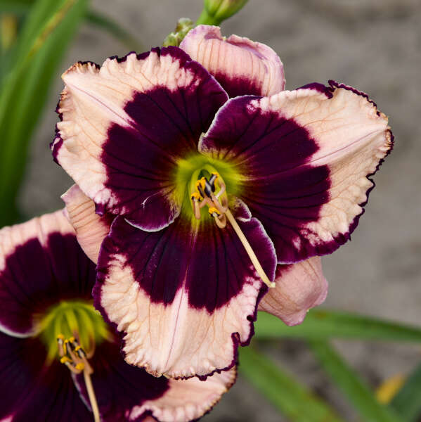 'Jane Trimmer' Reblooming Daylily | Hemerocallis