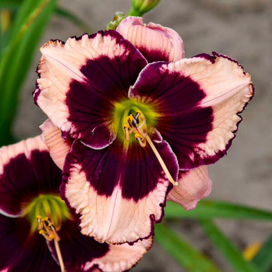 'Jane Trimmer' Reblooming Daylily | Hemerocallis