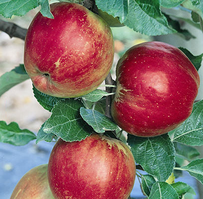 Jonathan Apple | Malus 'Jonathan'