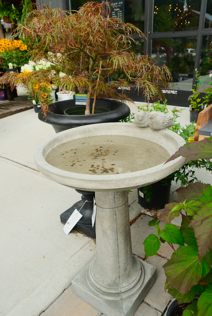 Juliet Birdbath
