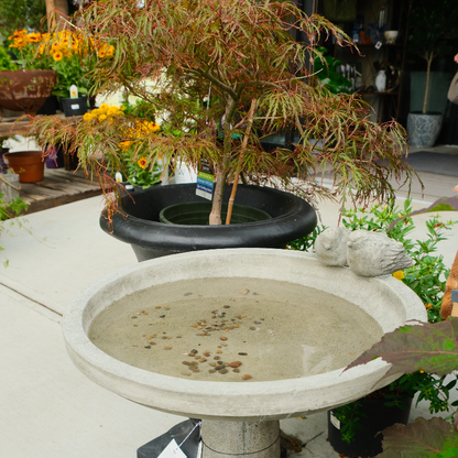 Juliet Birdbath
