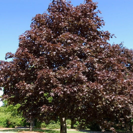 Bare Root - Royal Red Maple | Acer platanoides 'Royal Red'