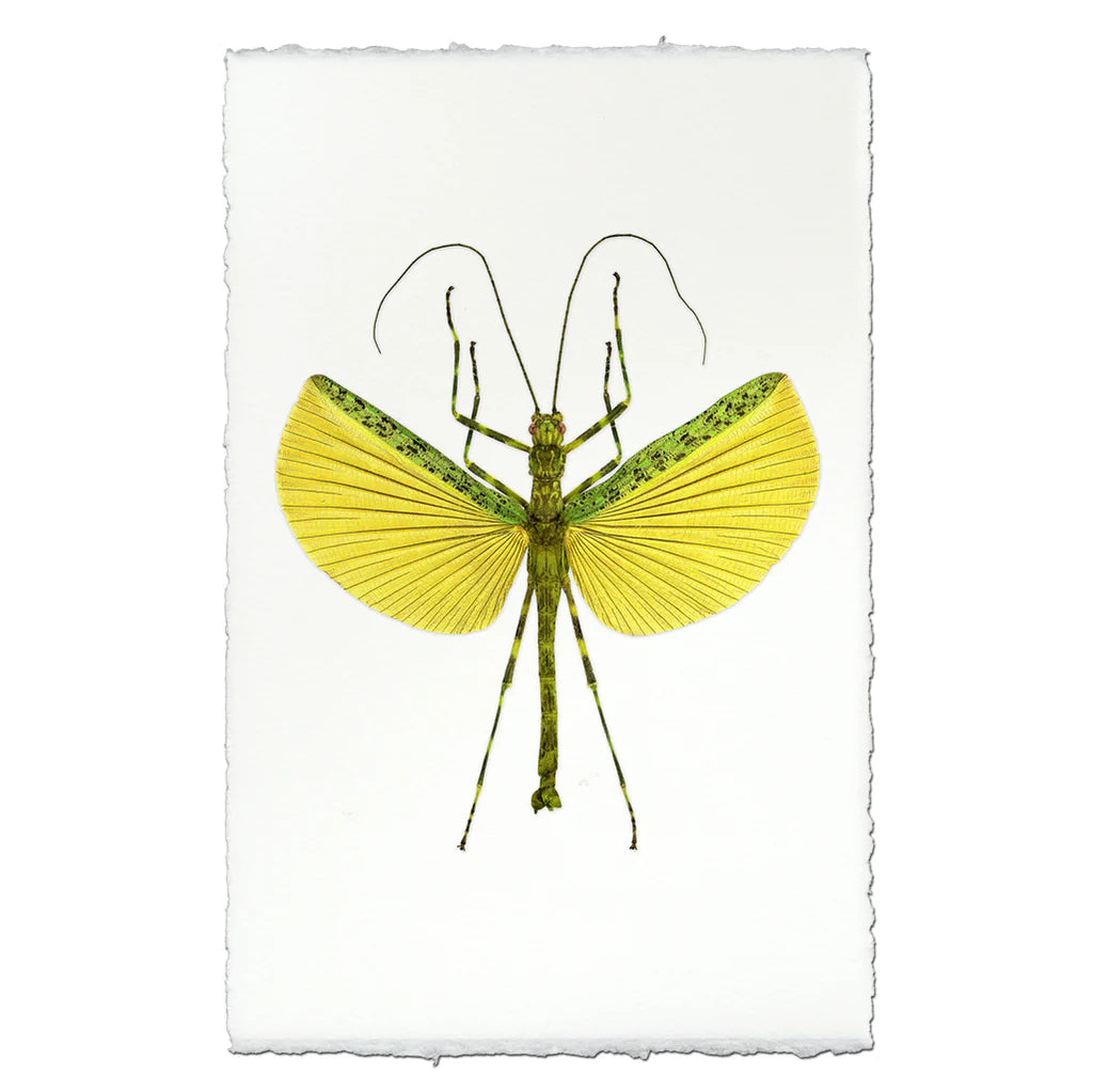 Insect Framed Prints - Barloga Studios