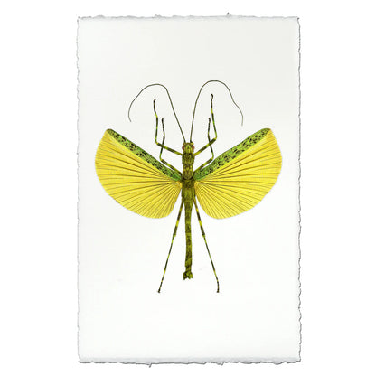 Insect Framed Prints - Barloga Studios