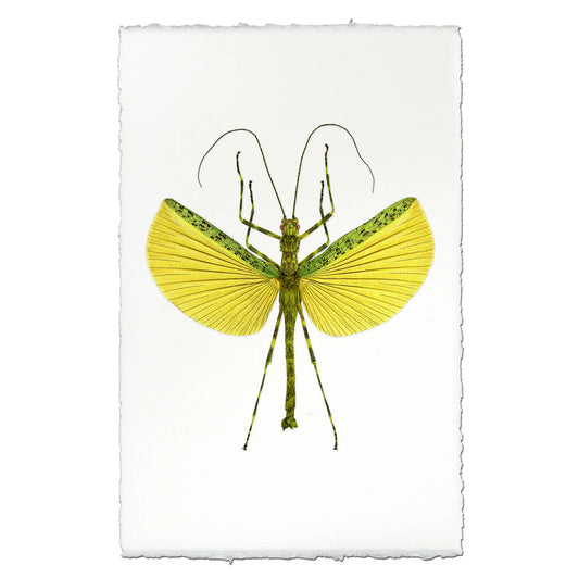 Insect Framed Prints - Barloga Studios