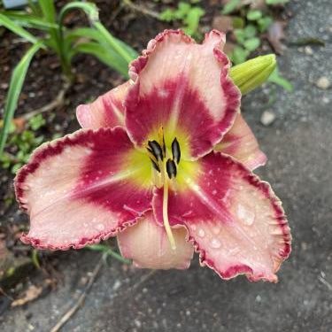 'Lies & Lipstick' Reblooming Daylily | Hemerocallis