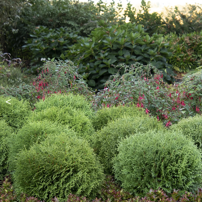 Little Giant Dwarf Arborvitae | Thuja occidentalis