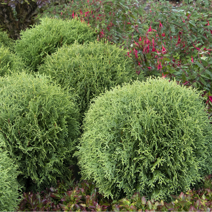 Little Giant Dwarf Arborvitae | Thuja occidentalis