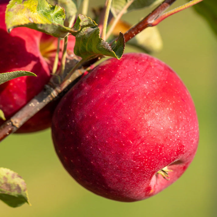 Kudos™ Apple | Malus 'Kudos' – Mandy Spring Farm Nursery, Inc.