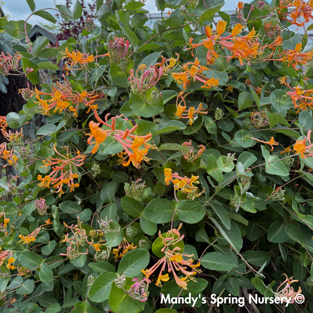 Mandarin Honeysuckle | Lonicera