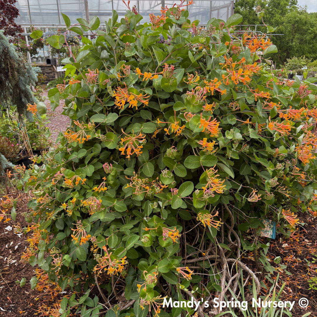 Mandarin Honeysuckle | Lonicera