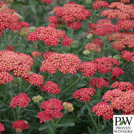 'Firefly Red Pop' Yarrow | Achillea hybrid