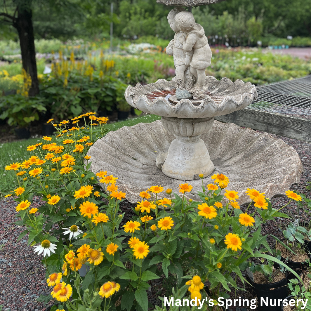 'Tuscan Sun' False Sunflower | Heliopsis helianthoides