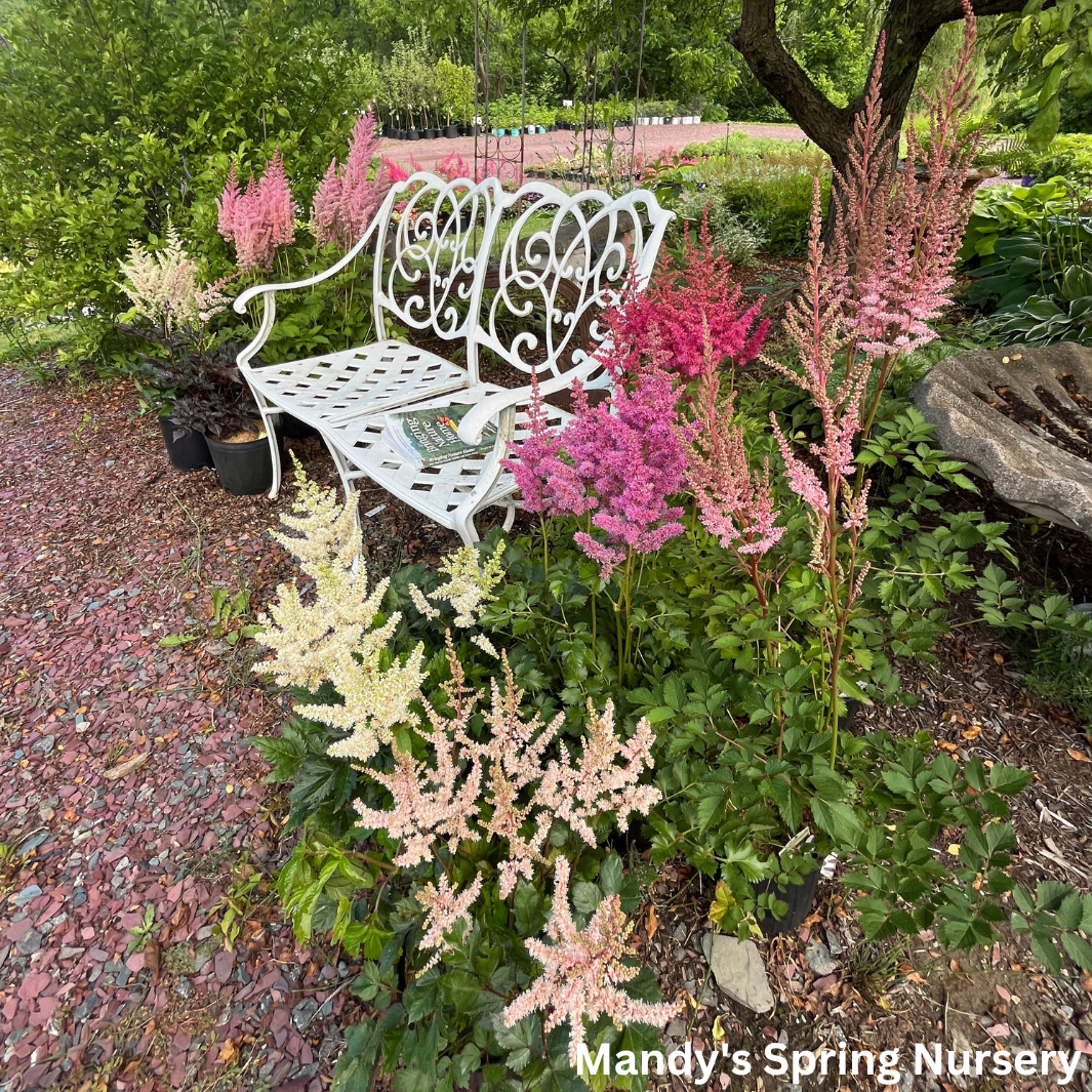 Deutschland Astilbe | Astilbe japonica