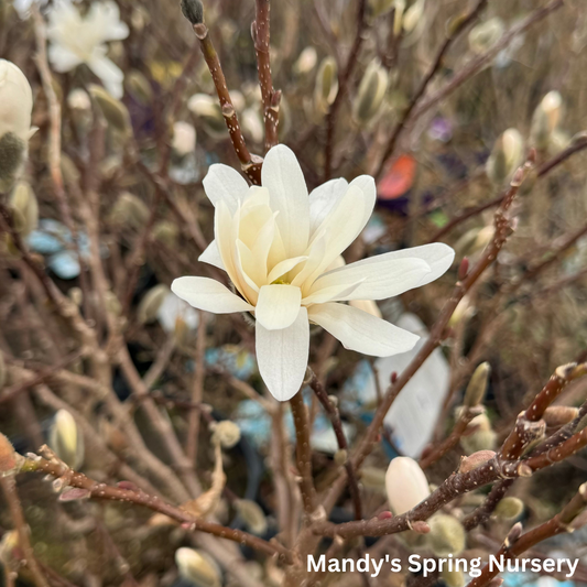 Royal Star Magnolia Tree