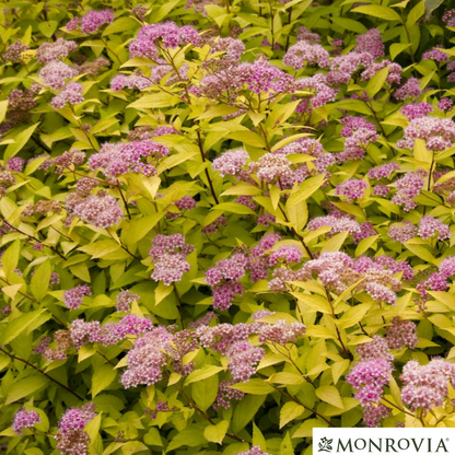 Goldmound Spirea | Spiraea japonica