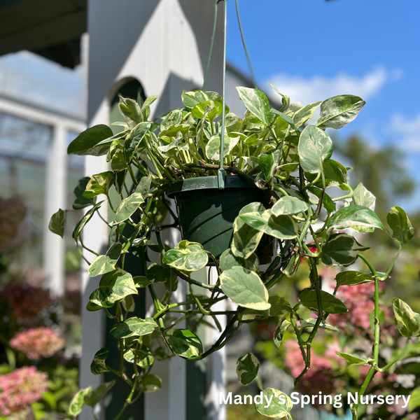 Pearls & Jade Pothos | Epipremnum aureum 'Pearls and Jade'  Mandy Spring  Farm Nursery, Inc.