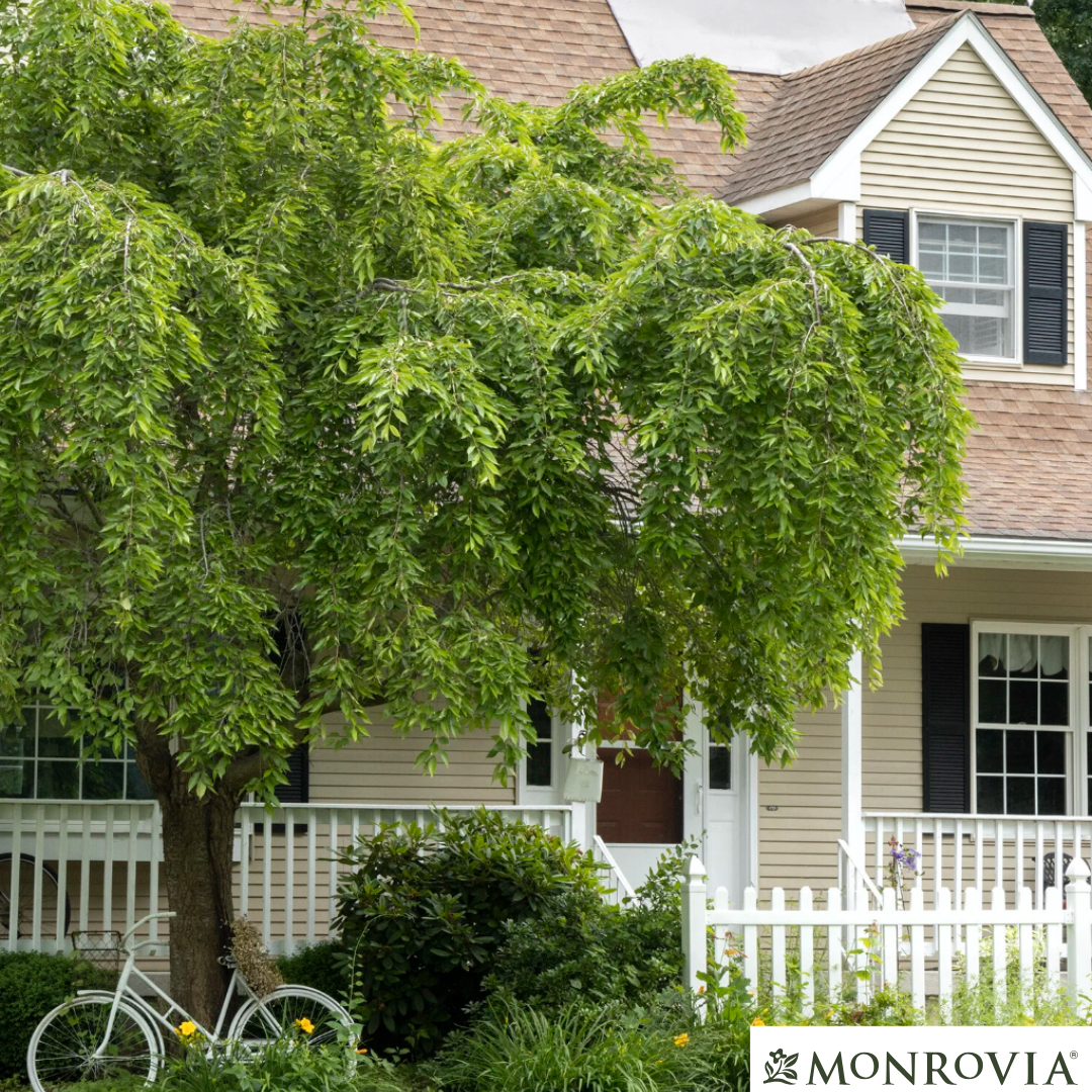 Double Weeping Higan Flowering Cherry | Prunus subhirtella 'Pendula Plena Rosea'