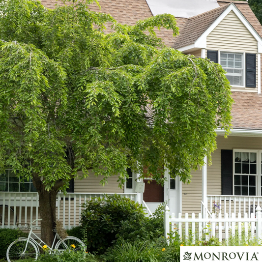 Double Weeping Higan Flowering Cherry | Prunus subhirtella 'Pendula Plena Rosea'