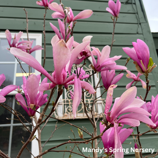 Ann' Magnolia | Magnolia × liliiflora 'Ann'