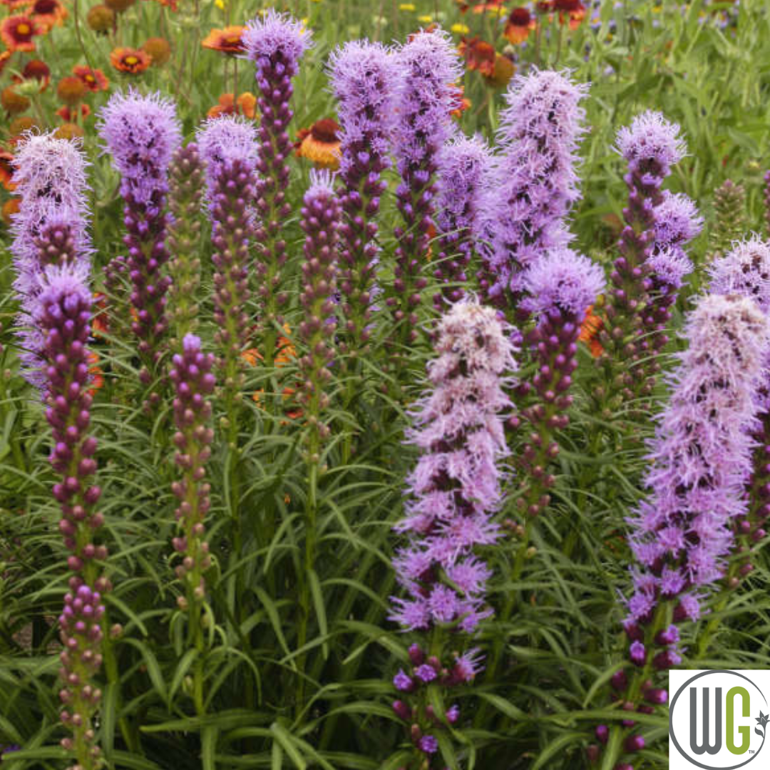 'Floristan Violet' Gayfeather | Liastris spicata